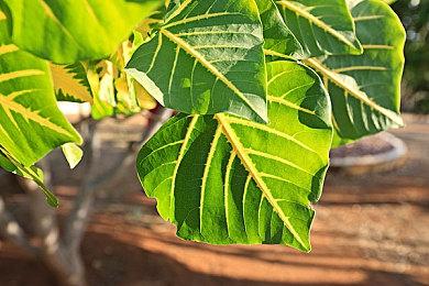 《最终幻想7：重生》有试玩Demo 预载2月27日开启