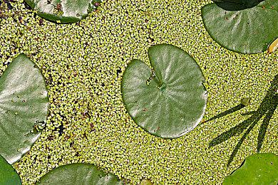 《巨击大乱斗》联动“哥斯拉”DLC 宣布将于12月9日发售